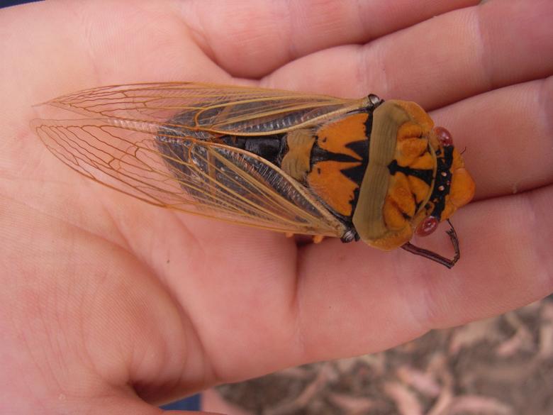 Free stock image of Cicada created by Alec Stewart