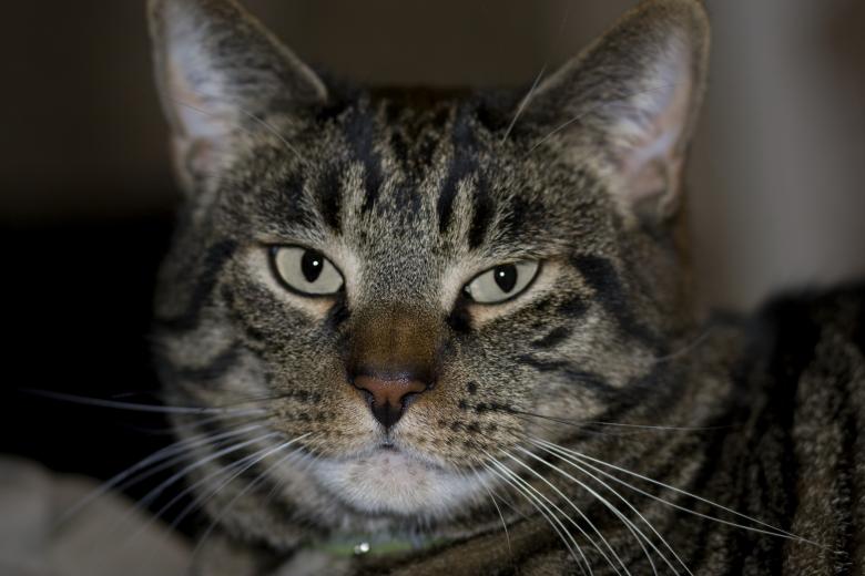 Free stock image of Cat created by Diane Hill