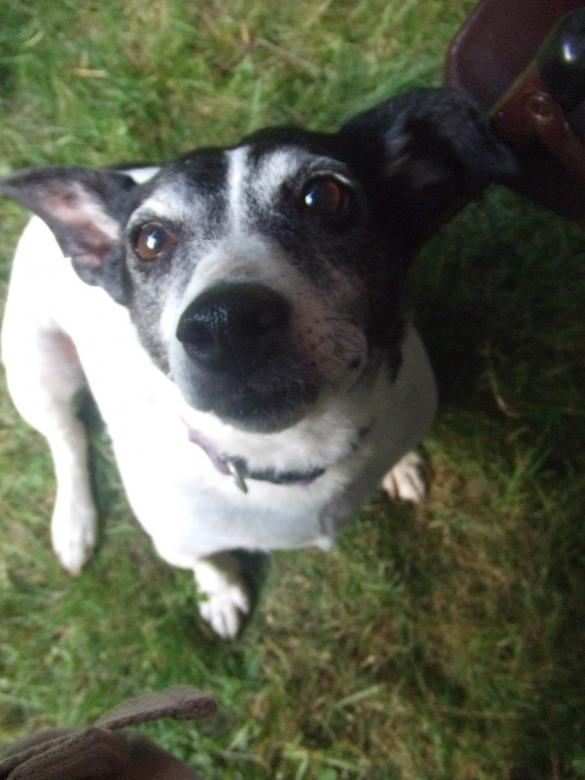 Free stock image of Doggy created by Katie Valerio