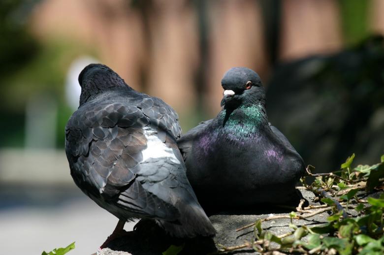 Free stock image of Peaceful pigions created by anindya