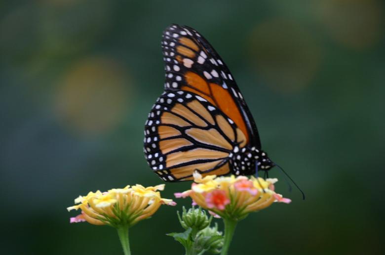 Free stock image of Beautiful Butterfly created by anindya