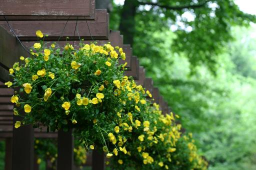 Gift of nature - Free Stock Photo