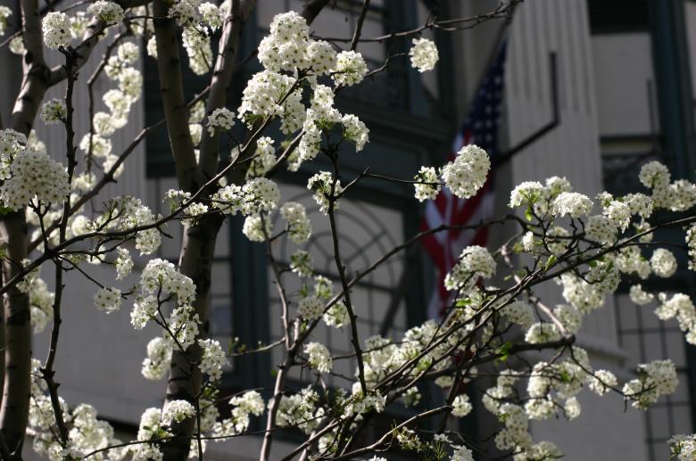 Free stock image of White flowers created by anindya