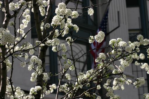 White flowers - Free Stock Photo