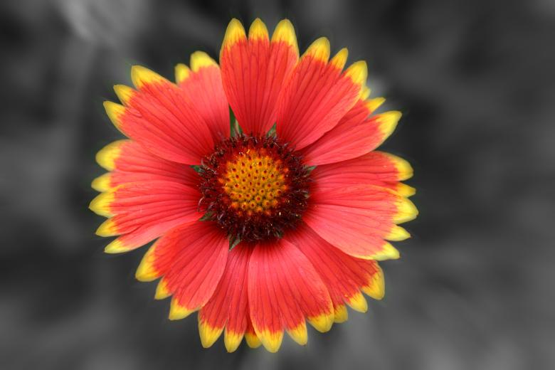 Free stock image of Red flower created by Rob