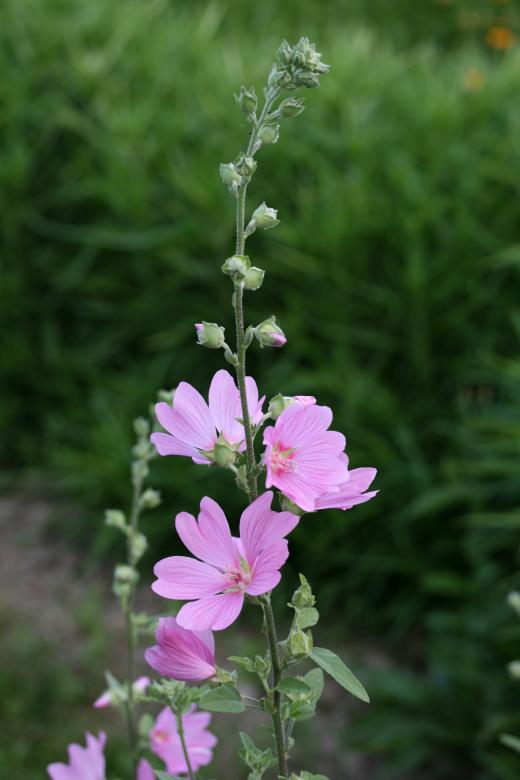 Free stock image of Pink flowers created by Rob
