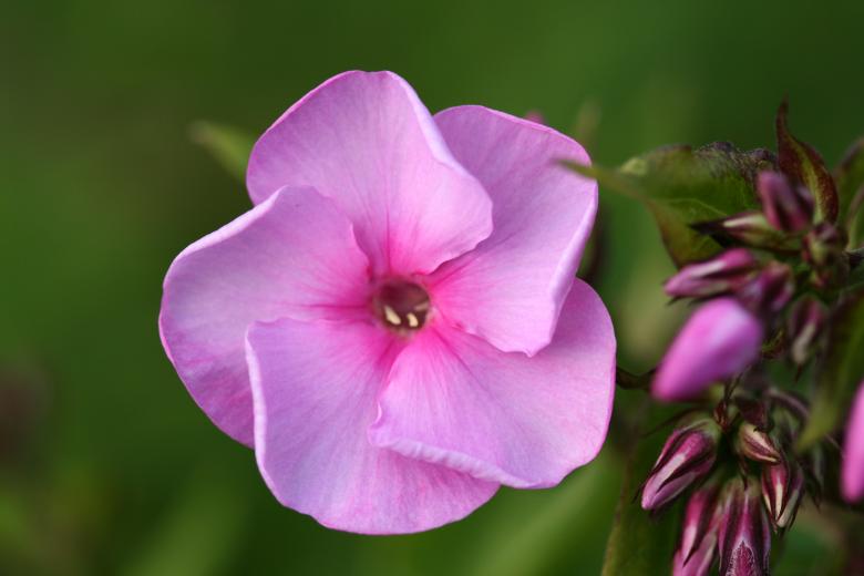 Free stock image of Pink flower created by Rob