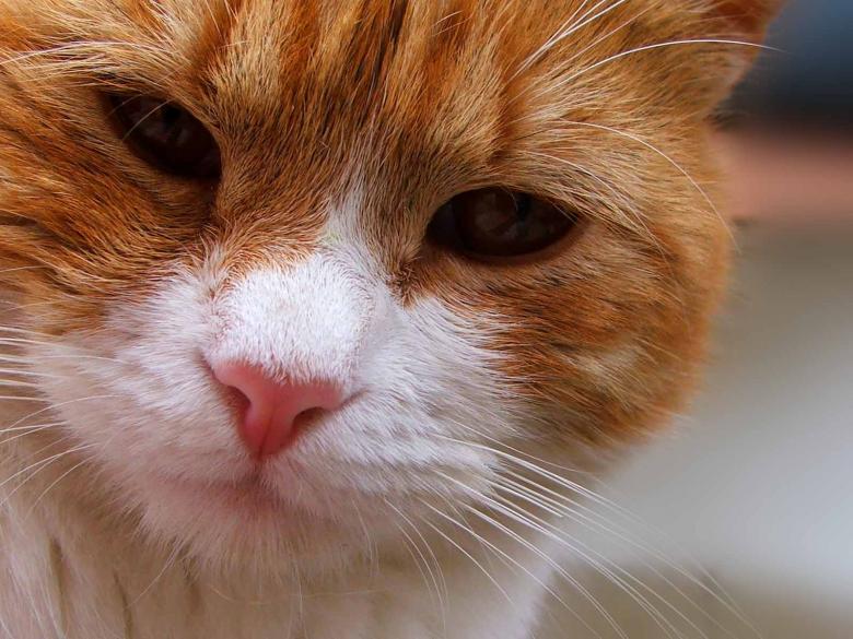 Free stock image of Orange cat created by Igor