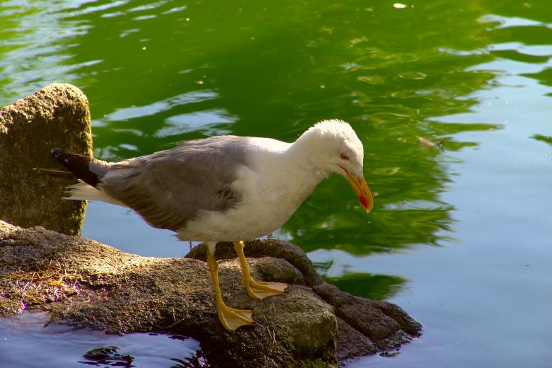 Free stock image of Seagull standing created by VITOR ALEXANDRE CARVALHO DA SILVA