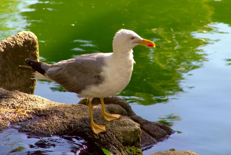 Free stock image of Seagull standing created by VITOR ALEXANDRE CARVALHO DA SILVA