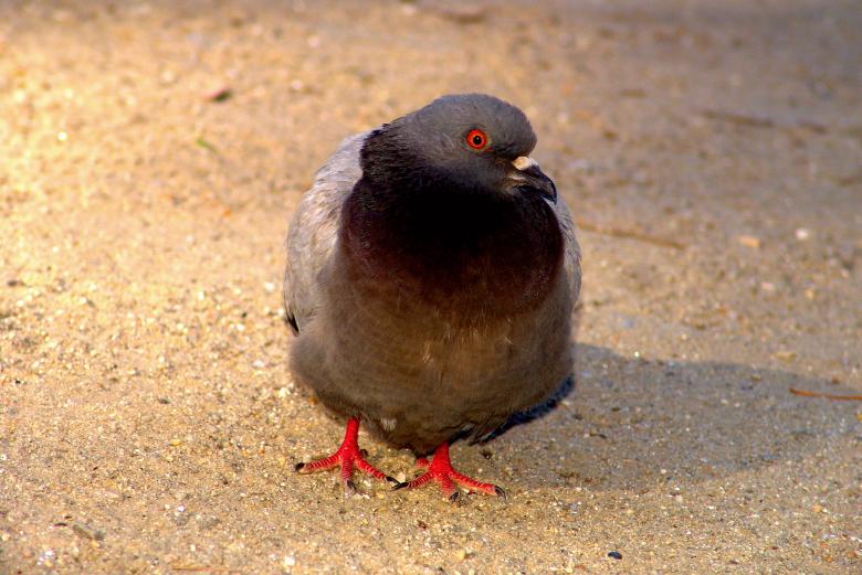 Free stock image of Pigeon standing created by VITOR ALEXANDRE CARVALHO DA SILVA