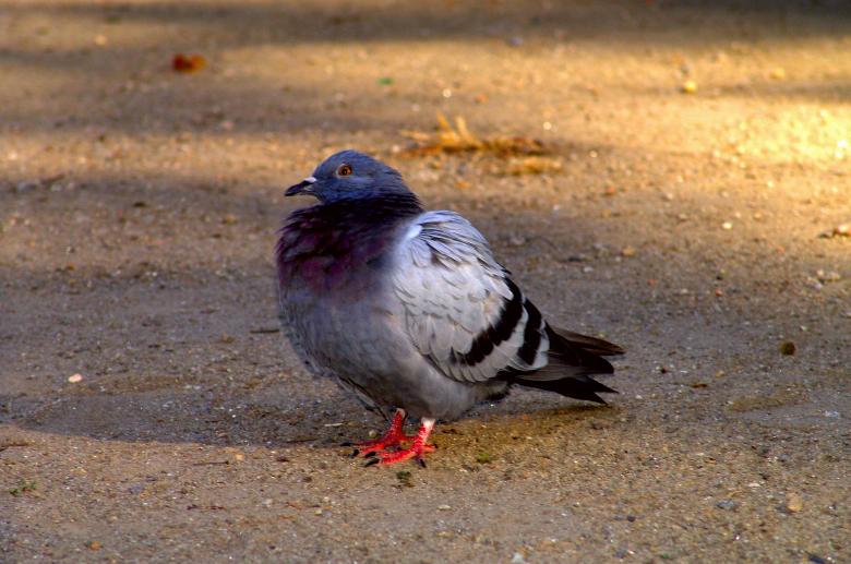 Free stock image of Pigeon standing created by VITOR ALEXANDRE CARVALHO DA SILVA