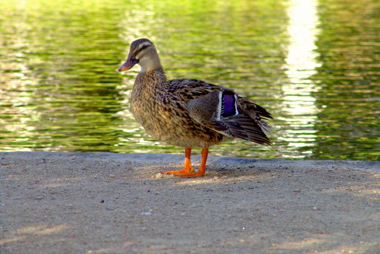 Free stock image of Duck standing near a lake created by VITOR ALEXANDRE CARVALHO DA SILVA