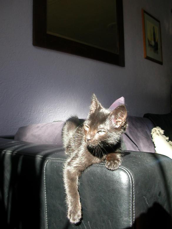 Free stock image of Black kitten created by Rob