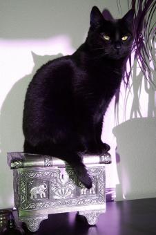 Black cat - Free Stock Photo