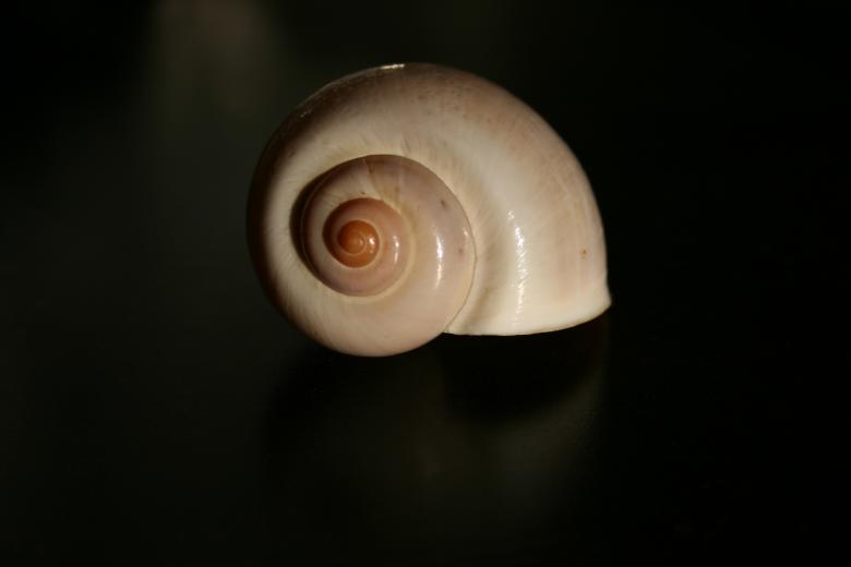 Free stock image of Shell created by Rob