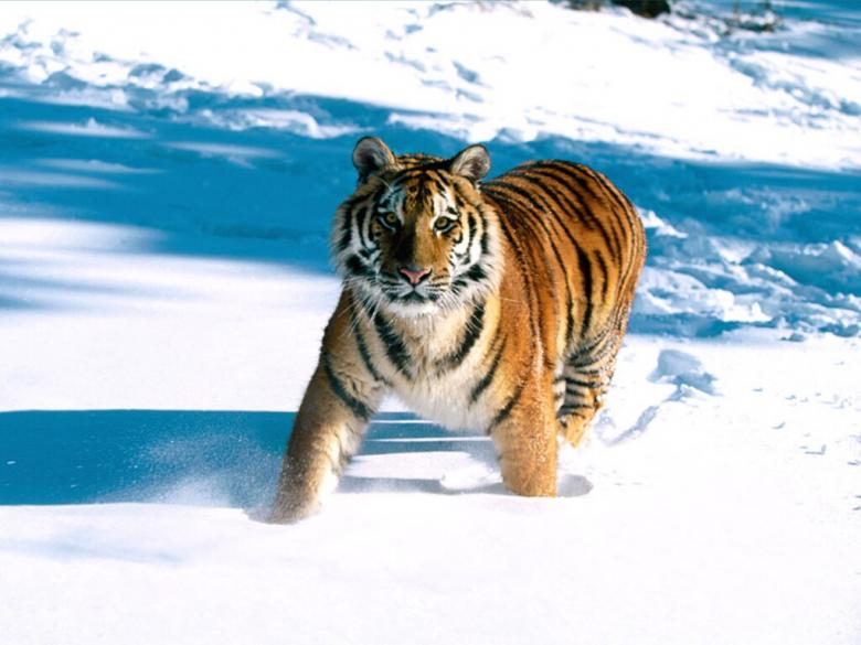 Free stock image of Tiger created by Mohamed Faizar Ali Shaheedullah