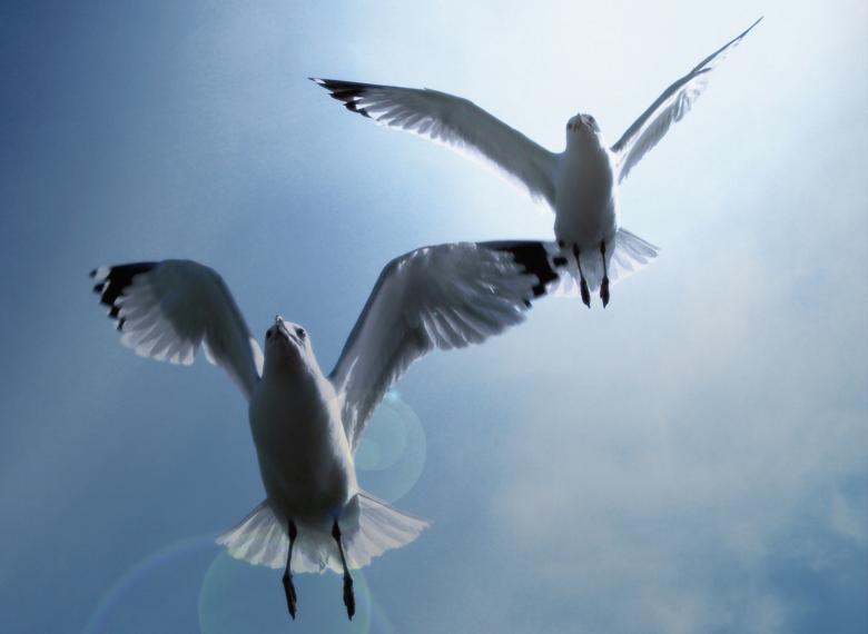 Free stock image of Seagulls created by Jason Hurdis