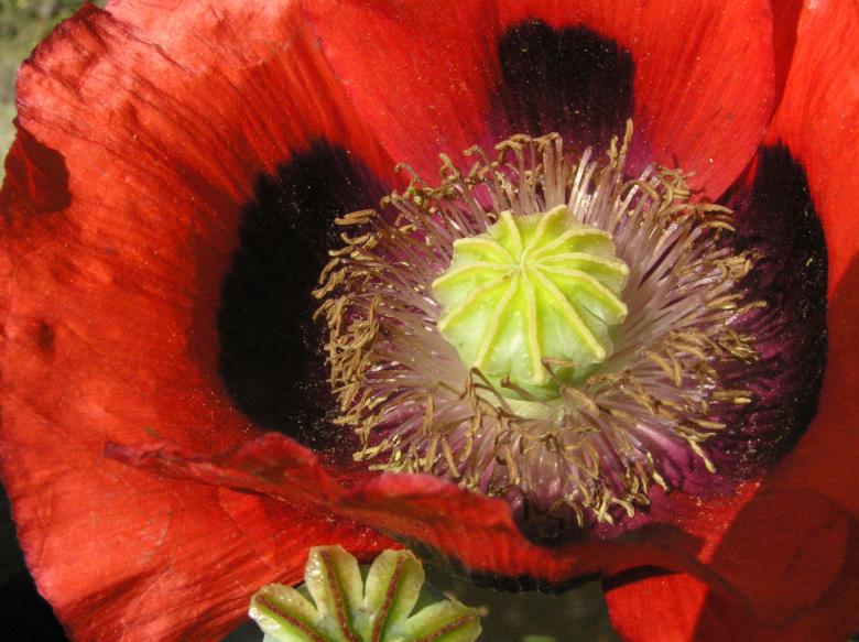 Free stock image of Red flower created by RositaSo Image