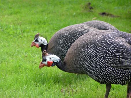 Fowls - Free Stock Photo