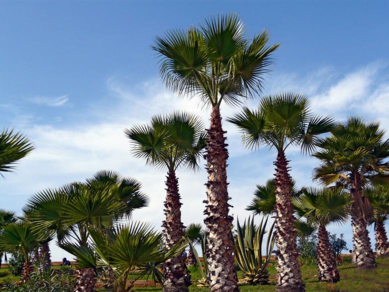Free stock image of Palm trees created by RositaSo Image