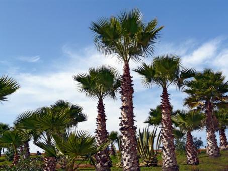 Palm trees - Free Stock Photo