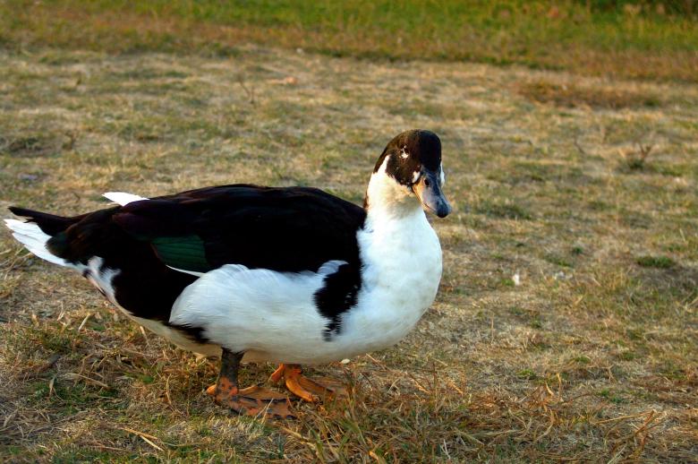 Free stock image of duck in the field created by VITOR ALEXANDRE CARVALHO DA SILVA