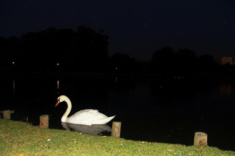 Free stock image of Swan at night created by VITOR ALEXANDRE CARVALHO DA SILVA