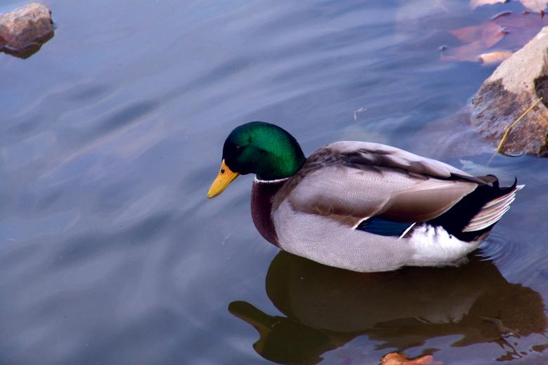 Free stock image of Duck in blue water created by VITOR ALEXANDRE CARVALHO DA SILVA