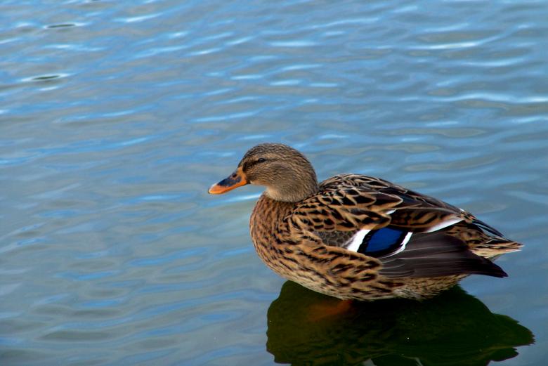Free stock image of Duck in the water created by VITOR ALEXANDRE CARVALHO DA SILVA