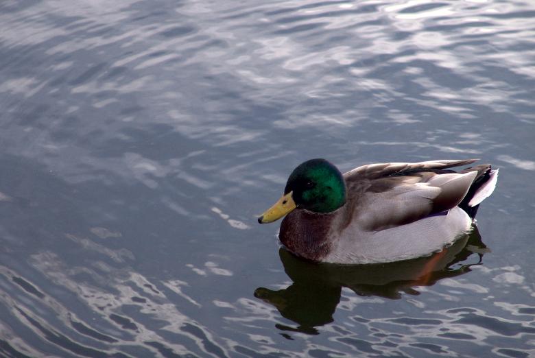Free stock image of Duck created by VITOR ALEXANDRE CARVALHO DA SILVA