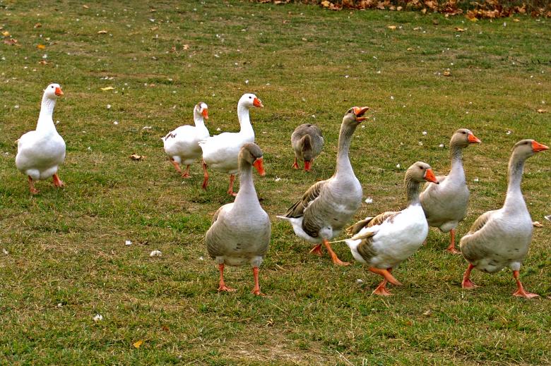 Free stock image of Geeses in the park created by VITOR ALEXANDRE CARVALHO DA SILVA