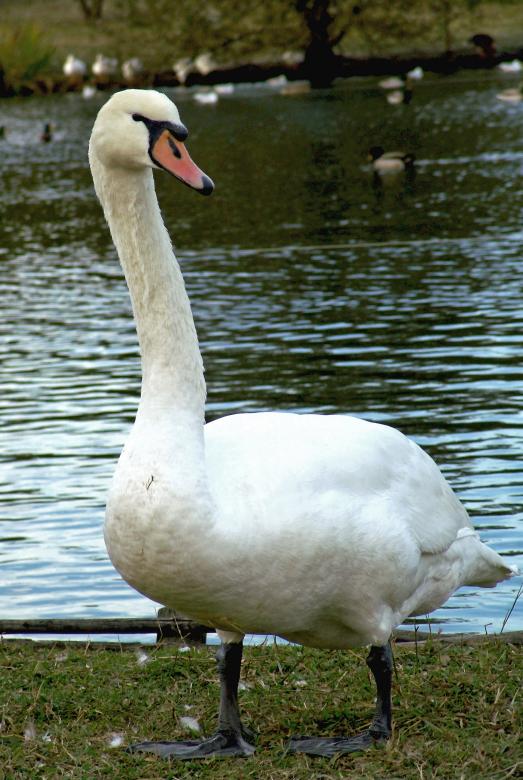 Free stock image of Swan standing created by VITOR ALEXANDRE CARVALHO DA SILVA
