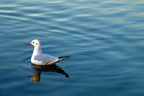Seagull in a lake - Free Stock Photo