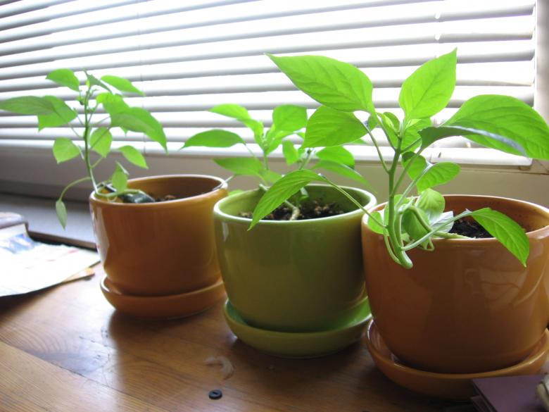 Free stock image of Potted chili created by Szymon Kaczmarczyk