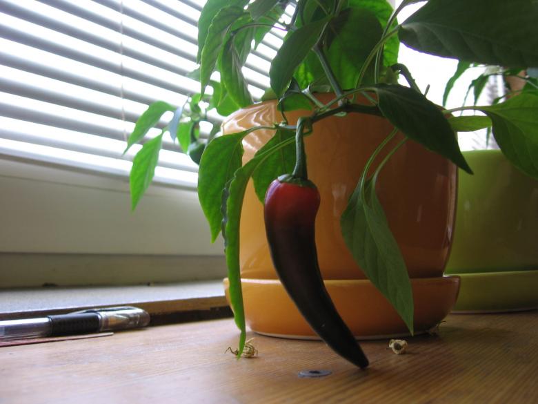 Free stock image of Potted chili created by Szymon Kaczmarczyk