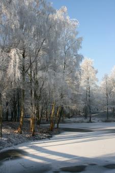 Winter - Free Stock Photo