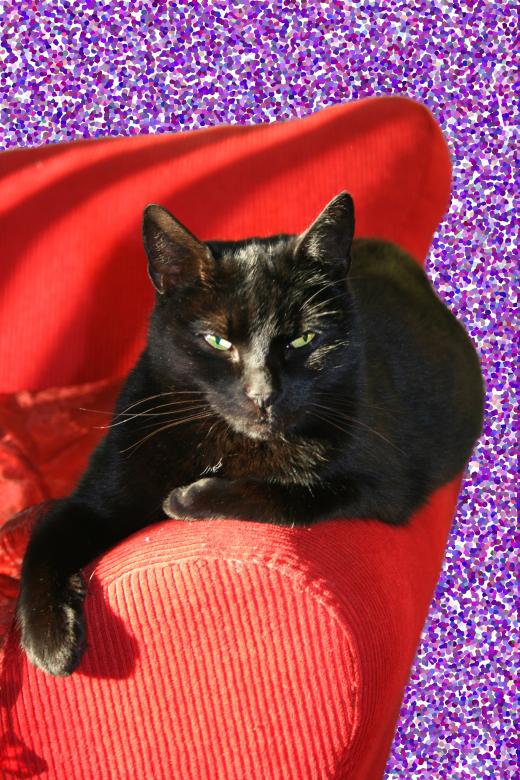 Free stock image of Black cat created by Rob
