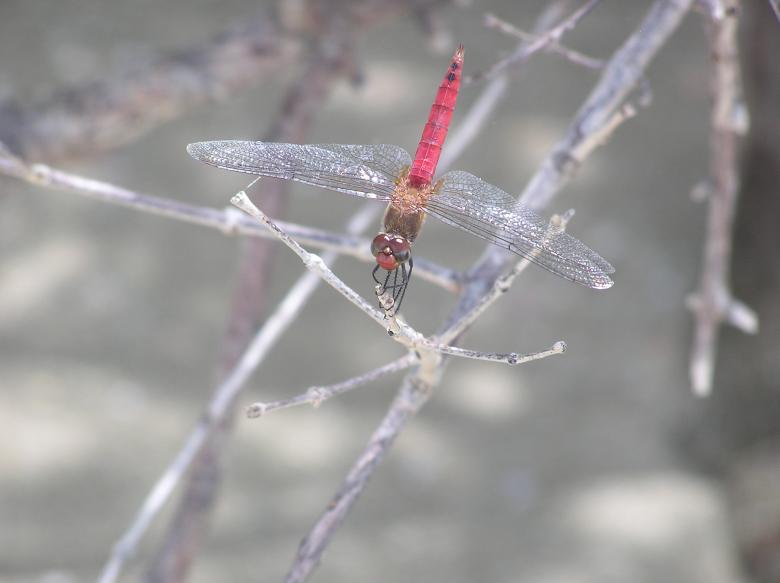 Free stock image of How pretty am i? created by susan pittson