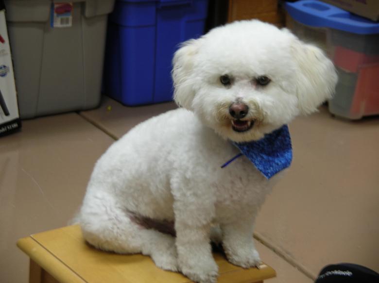 Free stock image of Buddy created by Jeanine Price
