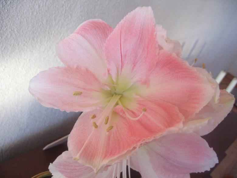 Free stock image of Christmas flower created by Bent Arvesen