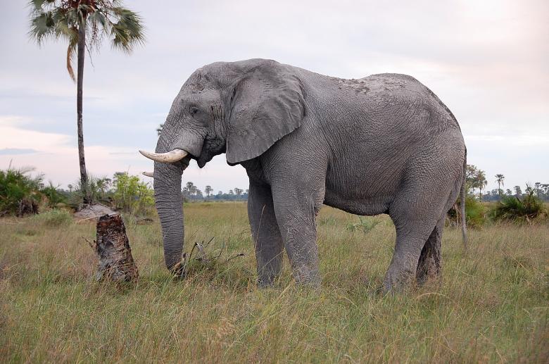 Free stock image of Botswana elephant created by NS PEARL