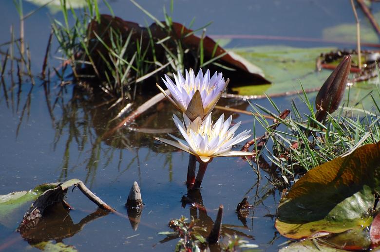 Free stock image of Botswana flowers created by NS PEARL
