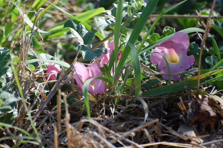 Free stock image of Botswana flowers created by NS PEARL