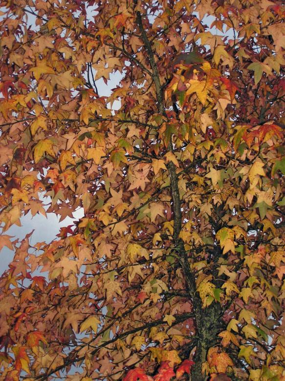 Free stock image of Last autumn created by RositaSo Image