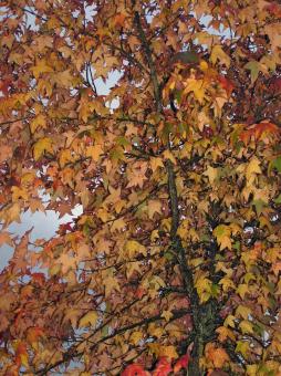 Last autumn - Free Stock Photo