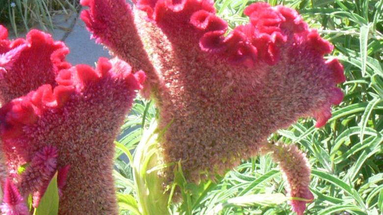 Free stock image of Red Flower created by Scott Tait
