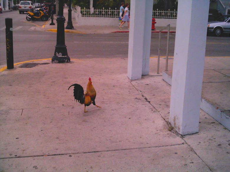 Free stock image of Rooster created by Crystal Davis