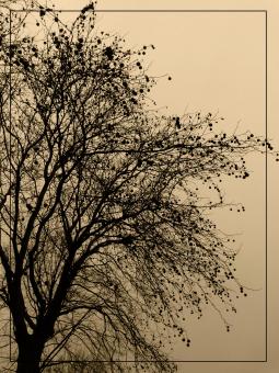 Winter dawn - Free Stock Photo
