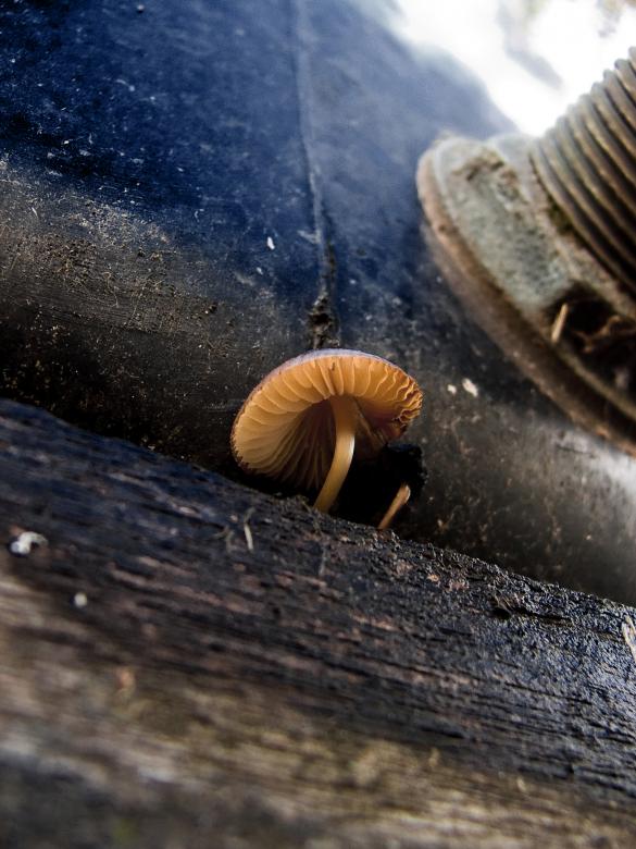 Free stock image of Lonely mushroom created by Penelope Hassall